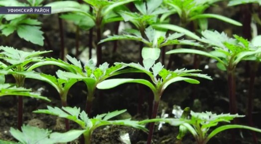 В Башкирии садоводы готовятся к новому сезону