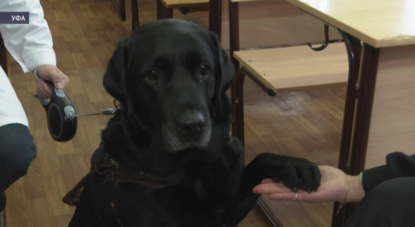 Жителям Башкирии рассказали о новом ГОСТе для собак-поводырей
