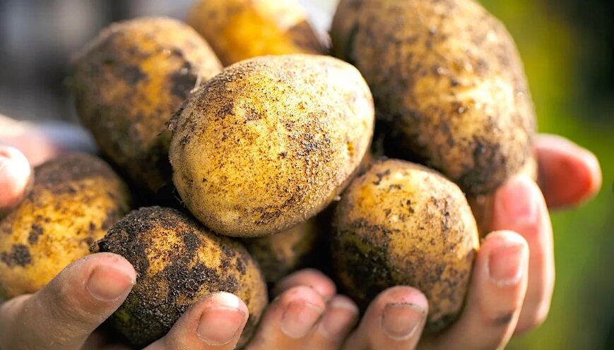 Как выбрать лучшие сорта картофеля для вашего огорода