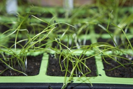 ���� �� �������� �����: ������ � ������������