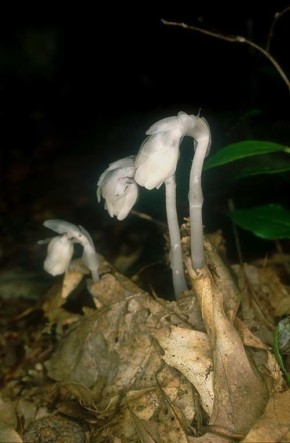 ���������� ����������: ��������-������� �� ����� �����