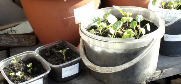 ������� ��������� ����������� �������: ����� � ��� ������ �������