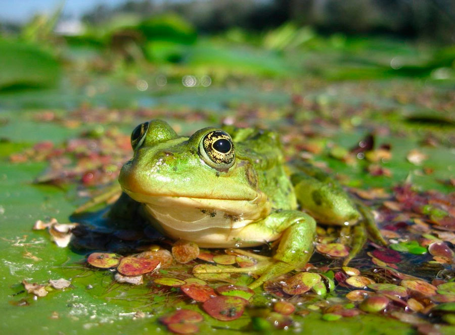 Японские исследователи раскрыли секрет борьбы с раком с помощью лягушек