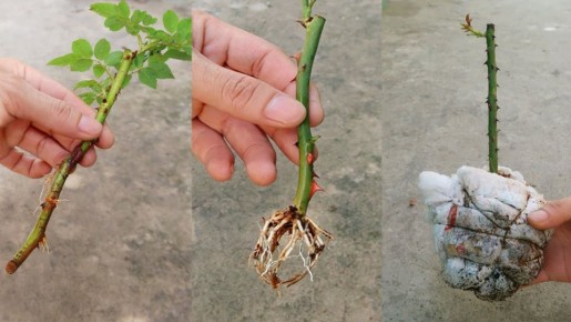 ��� ��������� ������� ������ � ��������: ������� �� �������