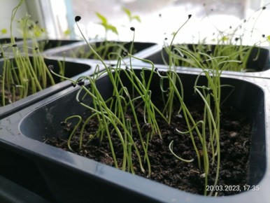 Как правильно ухаживать за рассадой лука: стрижка или нет?