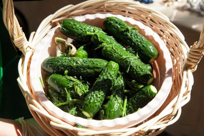 Огурец Сокол: ранний урожай для идеальных салатов и консерваций