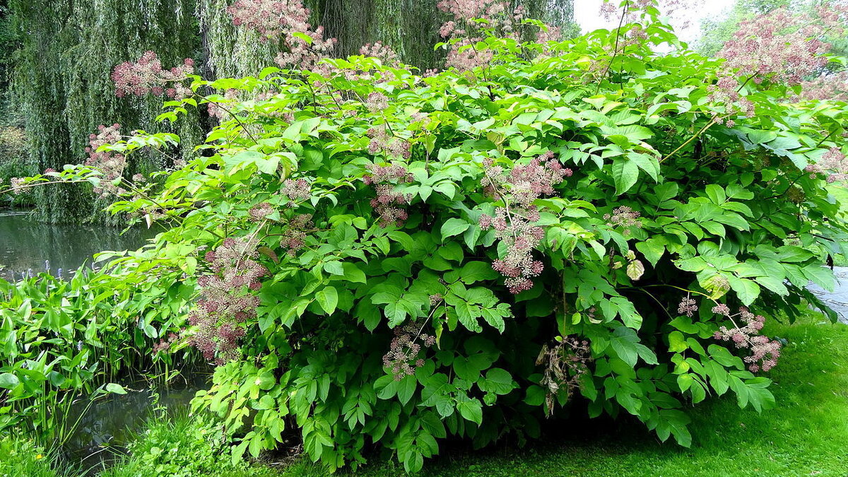 Аралия: зеленый уголок в вашем доме и саду