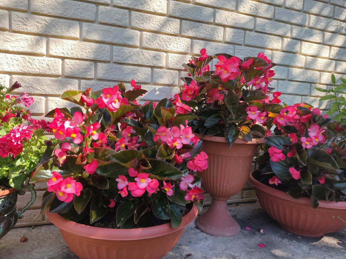 Как пережить зной: цветы, которые выстояли под солнцем