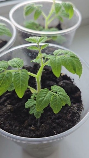 ������ ������ ����� ��������� ����� ����������� ��������