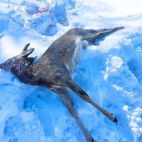 Косуля погибла в лапах собак