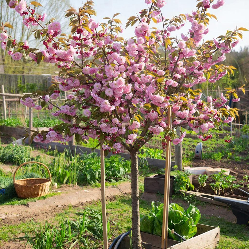 Как добиться медового вкуса вишни и черешни: секреты успешного сада