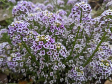 Пока цветет осень: как блогеры завершают дачный сезон