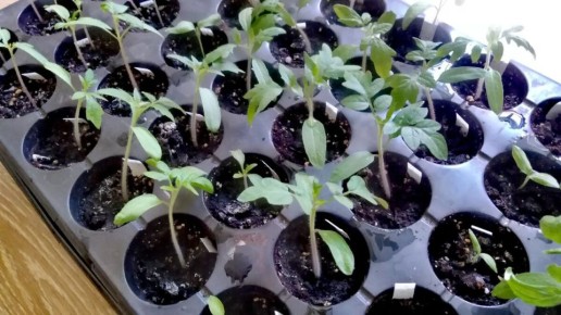 Янтарная кислота для рассады: правда или миф?