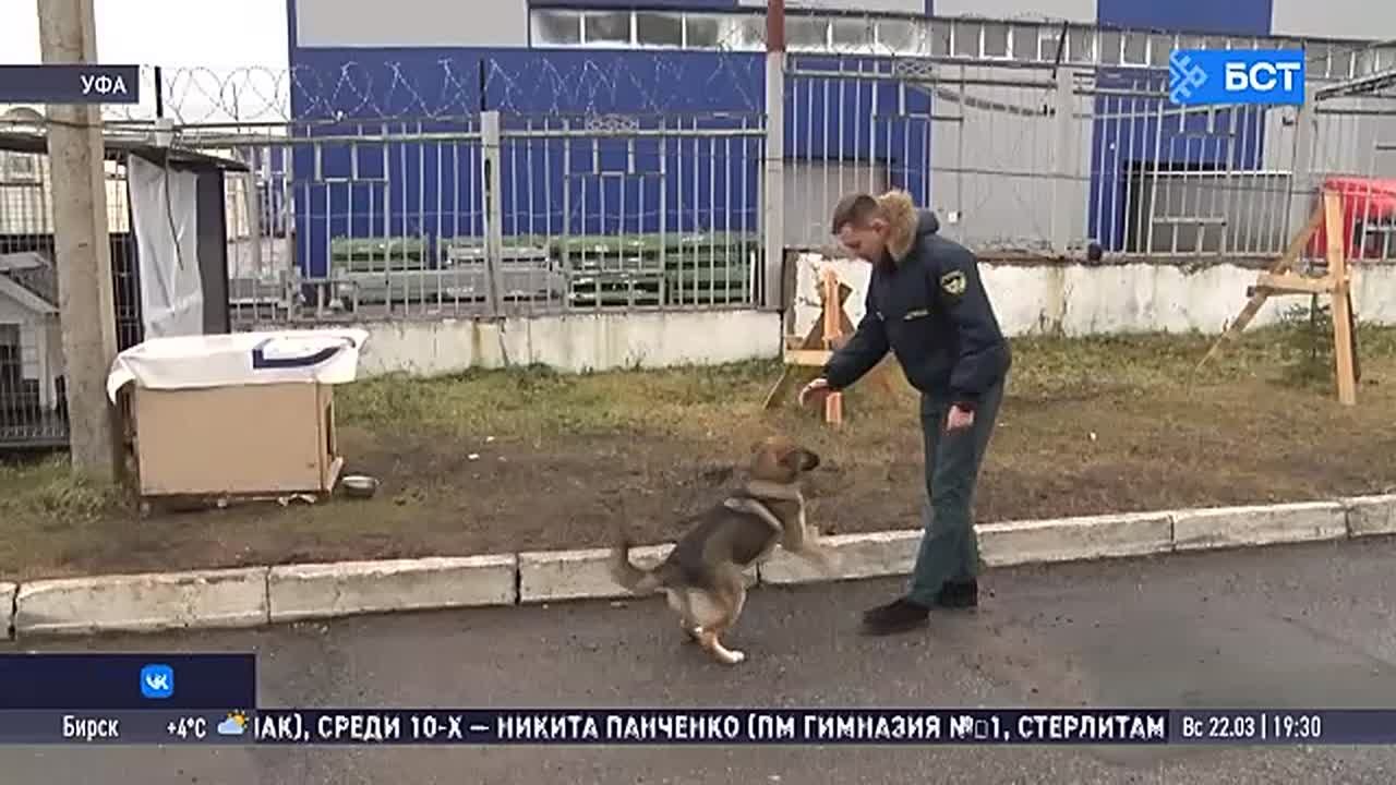 В Уфе пёс присоединился к команде спасателей