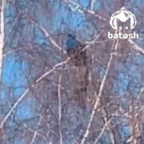 �������������� ��� ����� ��������� ���������: ����� ������� ������ � ����� ������� ���������