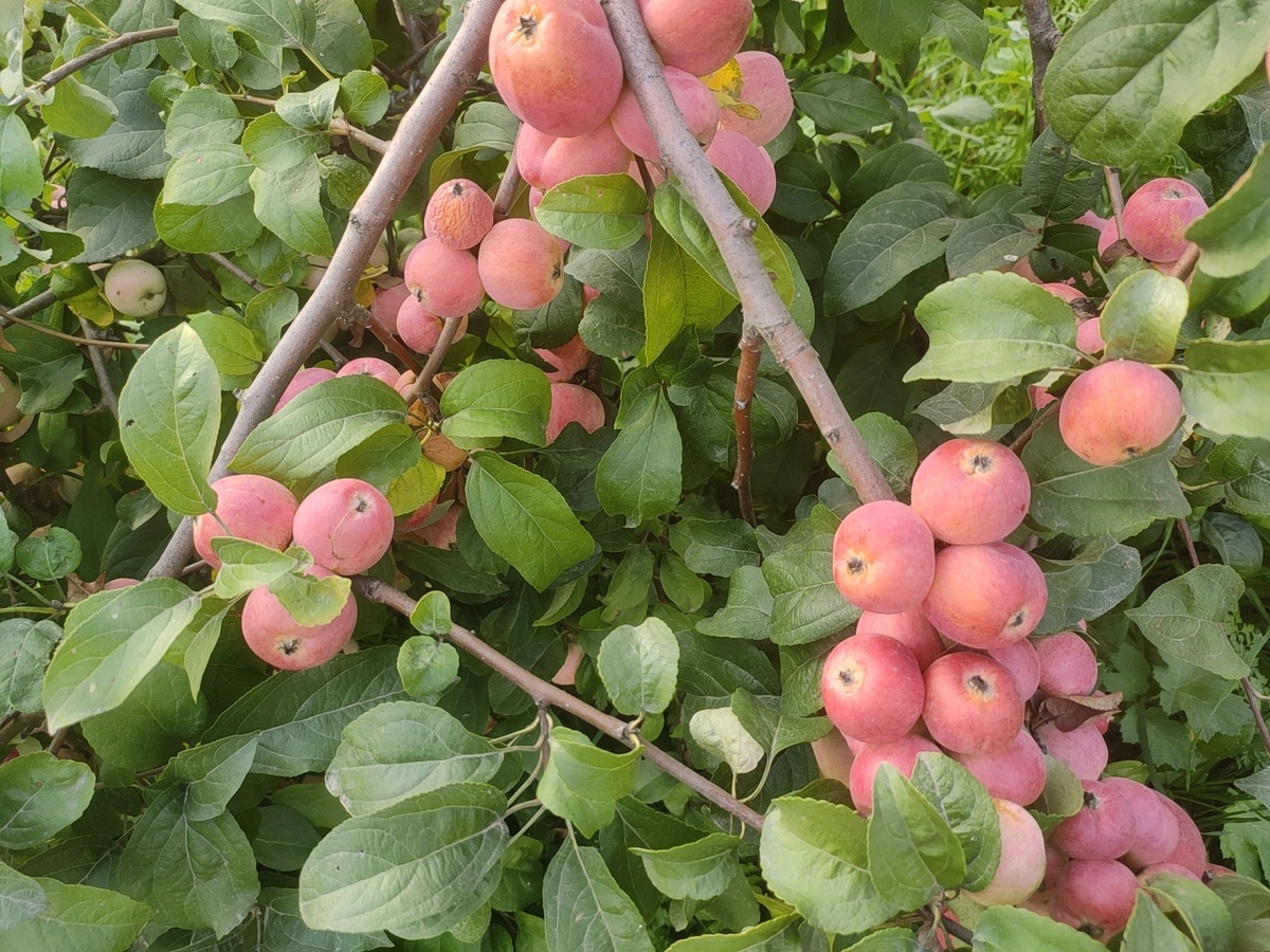 Осенняя побелка яблонь: секреты защиты от зимних неприятностей