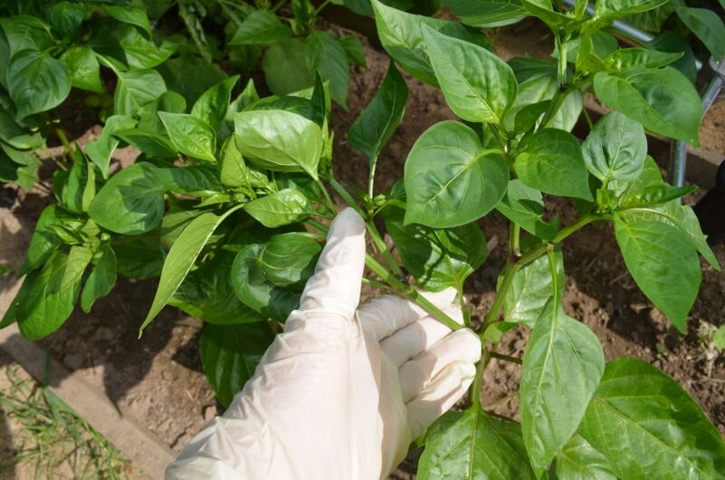 Как сочетать разнообразные овощи в теплице с томатами