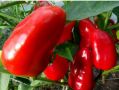 Неприхотливые сорта перцев для обильного урожая даже в сложных условиях