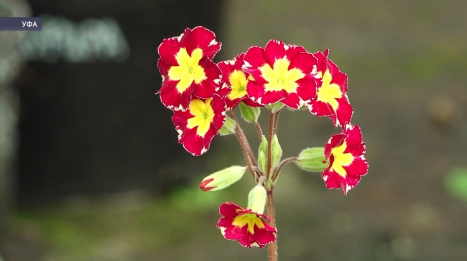 В Ботаническом саду Уфы начали распускаться первые цветы