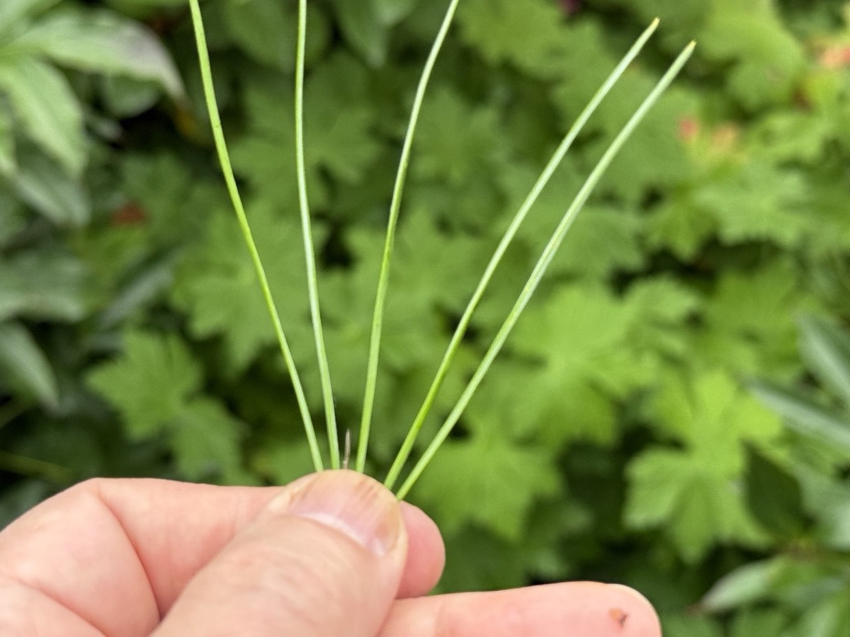 Не дайте ржавчине шансов: как защитить хвойные в сентябре