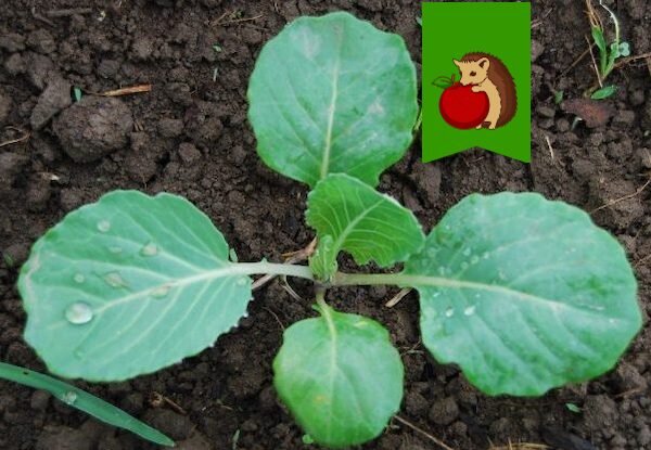 Как вырастить крепкую рассаду капусты: секреты успешных садоводов