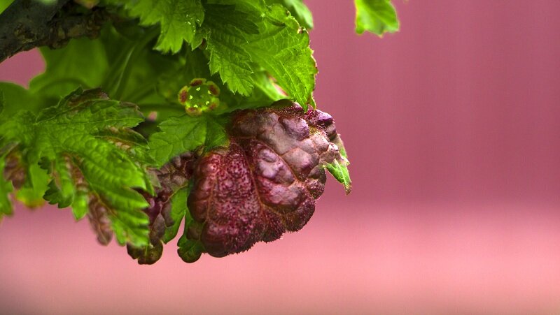 Почему скручиваются листья у смородины: главные причины и решения