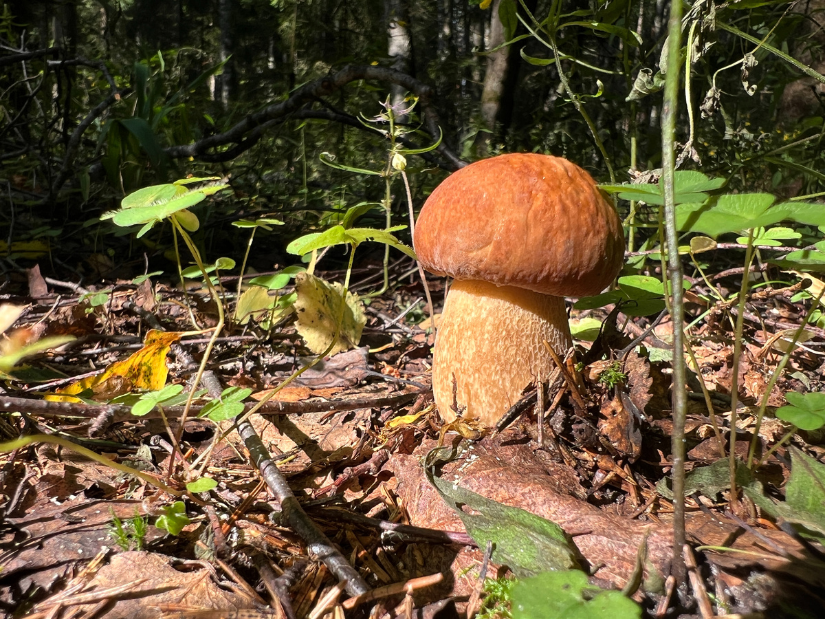 Наступила пора белых грибов: охота на природу в поисках урожая