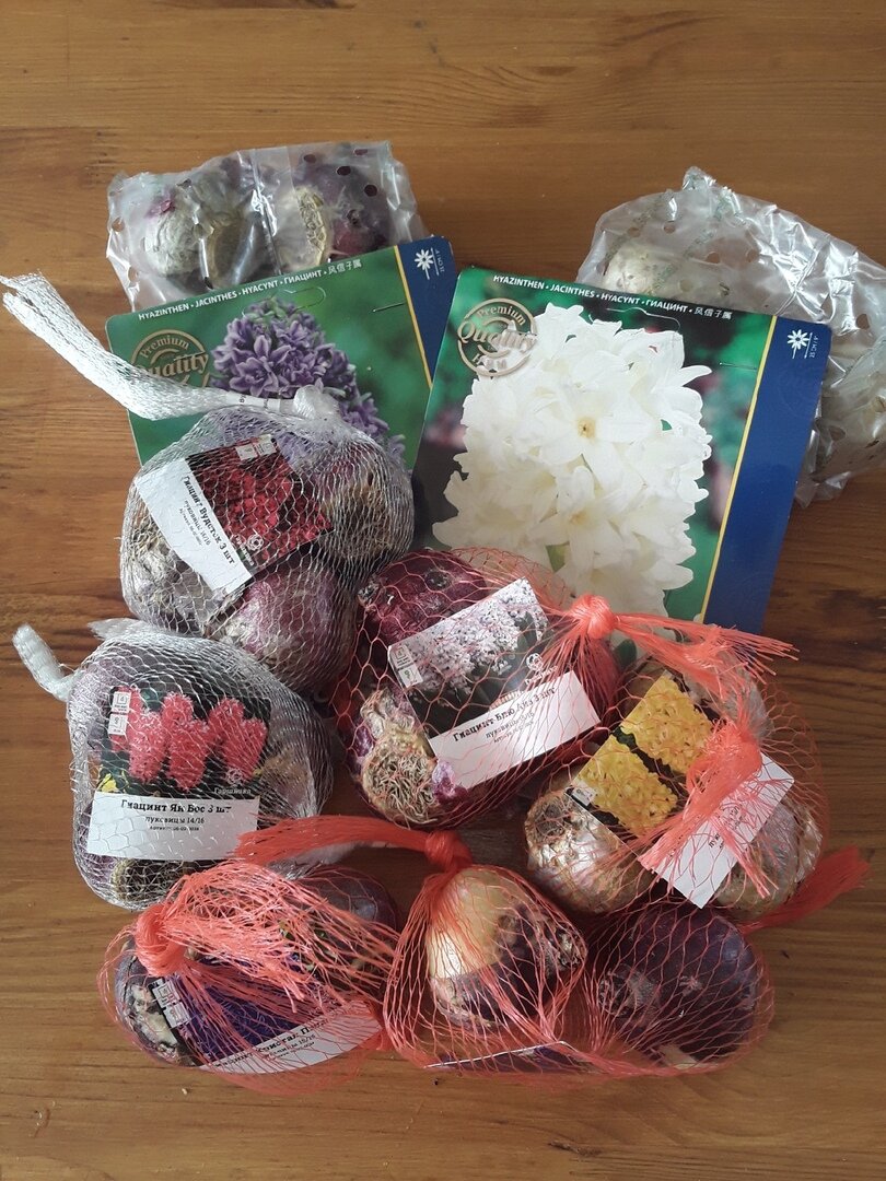 Гиацинты в саду: Как избежать прошлых неудач