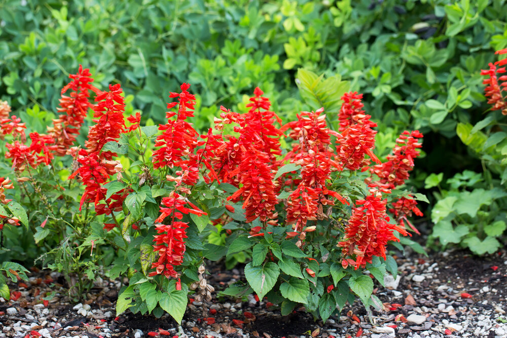 Сальвия блестящая: яркая звезда цветников