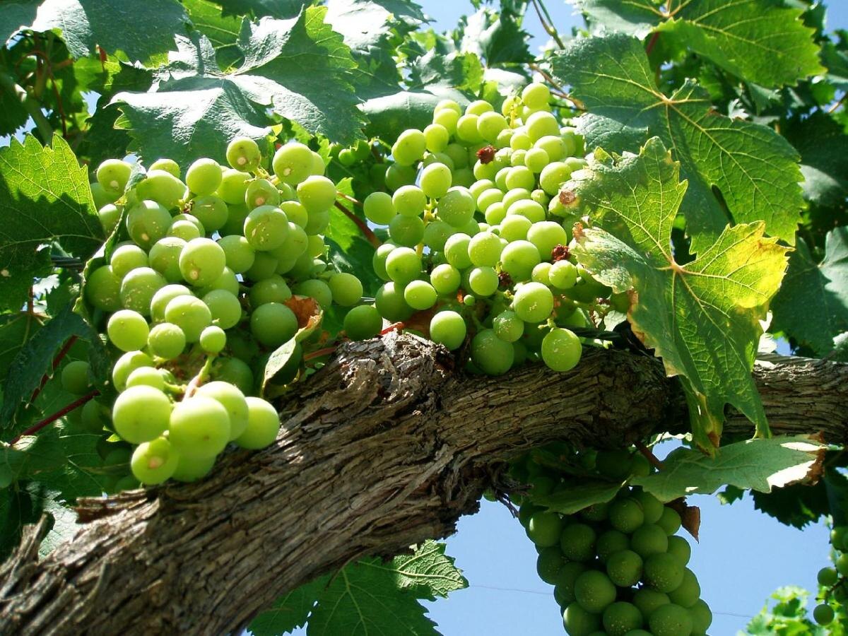 Как правильная подкормка винограда в августе повлияет на будущий урожай