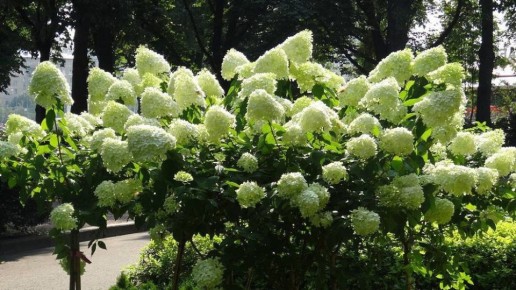 ��� ��������� ��������� ��� ���������� ���������: ������ ��������� �����