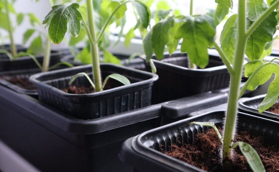 Как вырастить сильную рассаду: секреты для успешного урожая