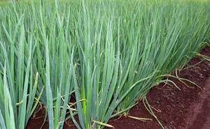 Лук шалот и кущевка: секреты успешного выращивания и их удивительные свойства