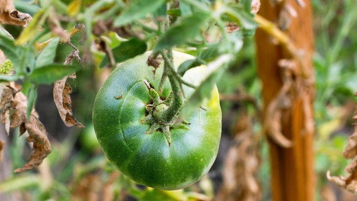 Как обрывать нижние листья томатов для профилактики фитофторы и защитить урожай