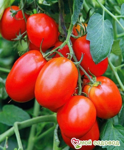Томат Манжерок: идеальный гибрид для вашего огорода