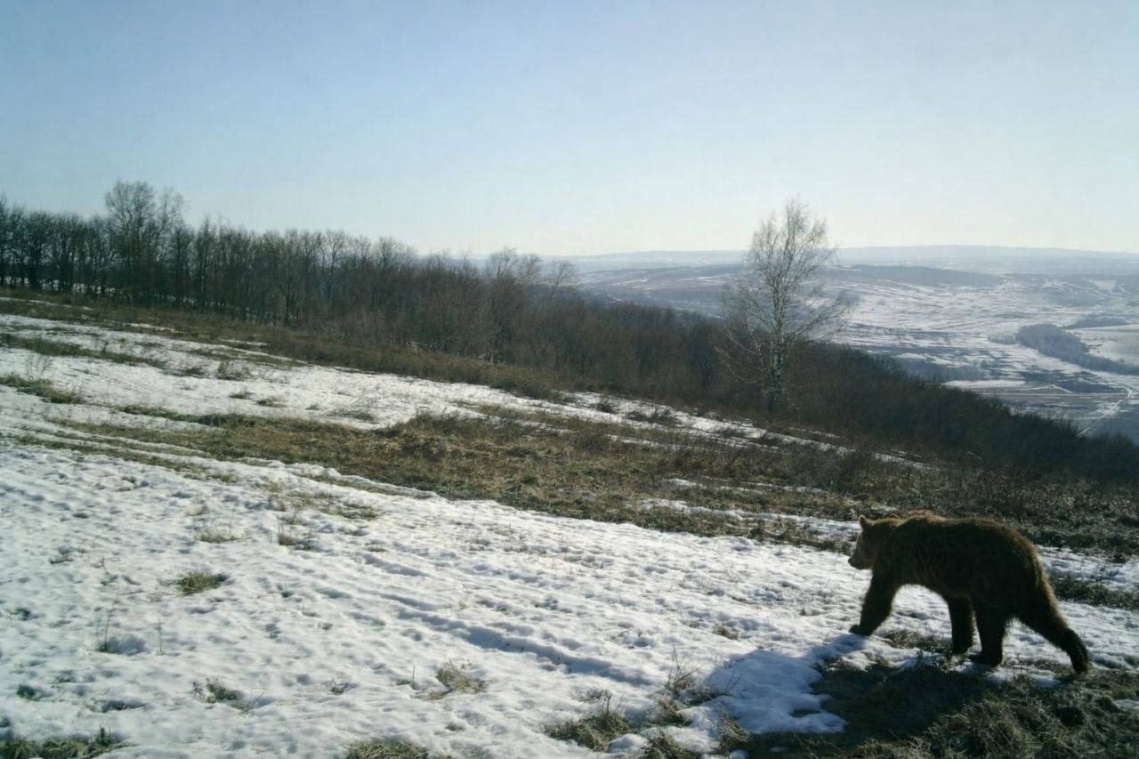 В Башкирии проснулся медведь