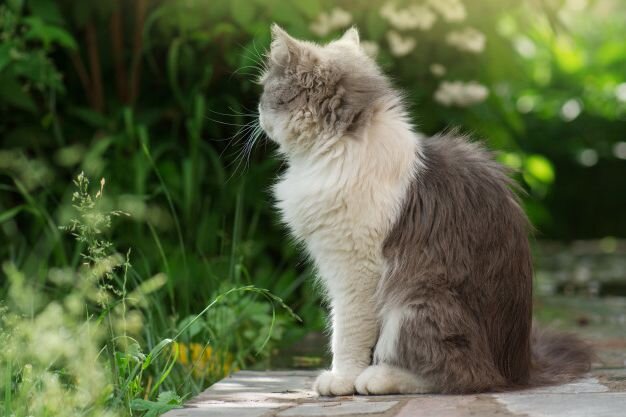 Котенок кусается и царапается – что делать?