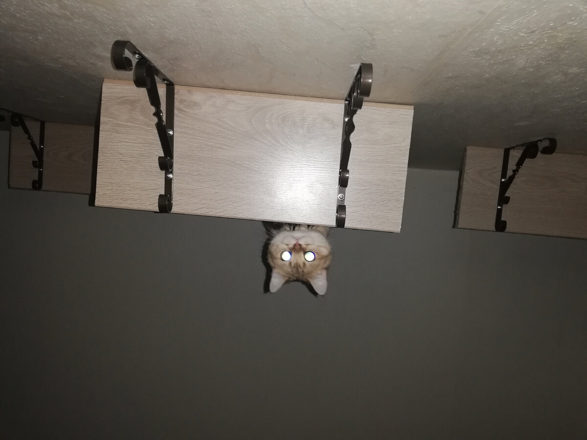 Как создать кошачий скалодром своими руками: практическое руководство