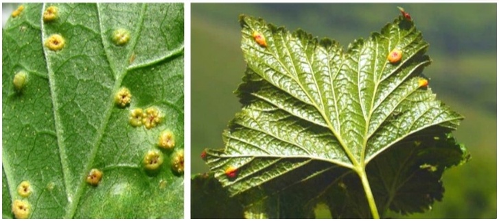 Бокальчатая ржавчина смородины и крыжовника: как не допустить нападения