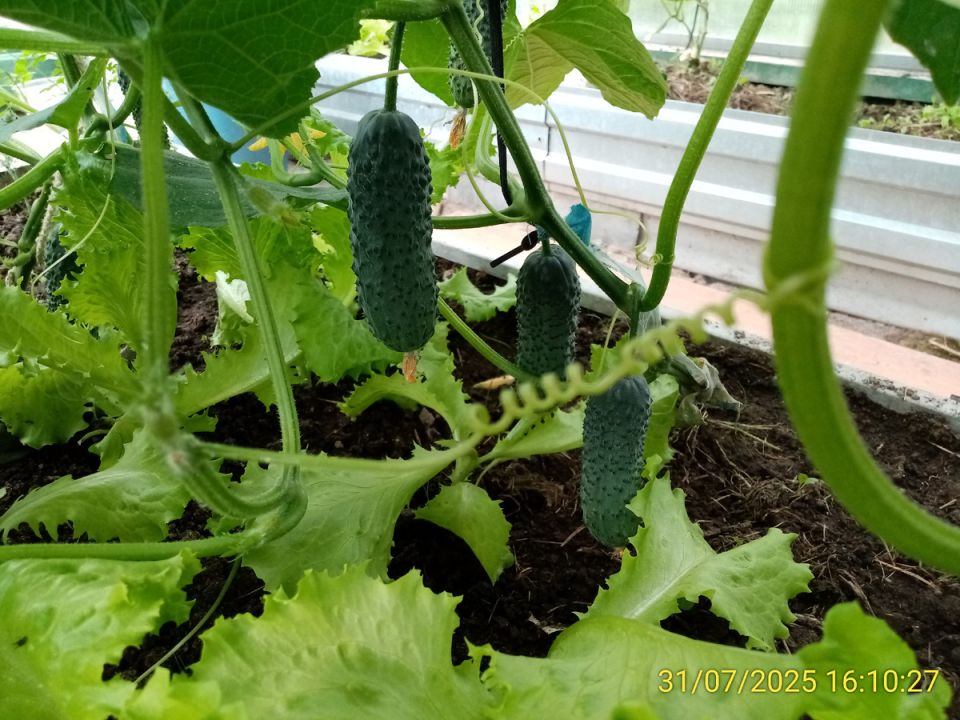 ��� ��������� ������ ������: ������ �� �������