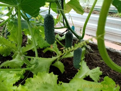 ��� ��������� ������ ������: ������ �� �������