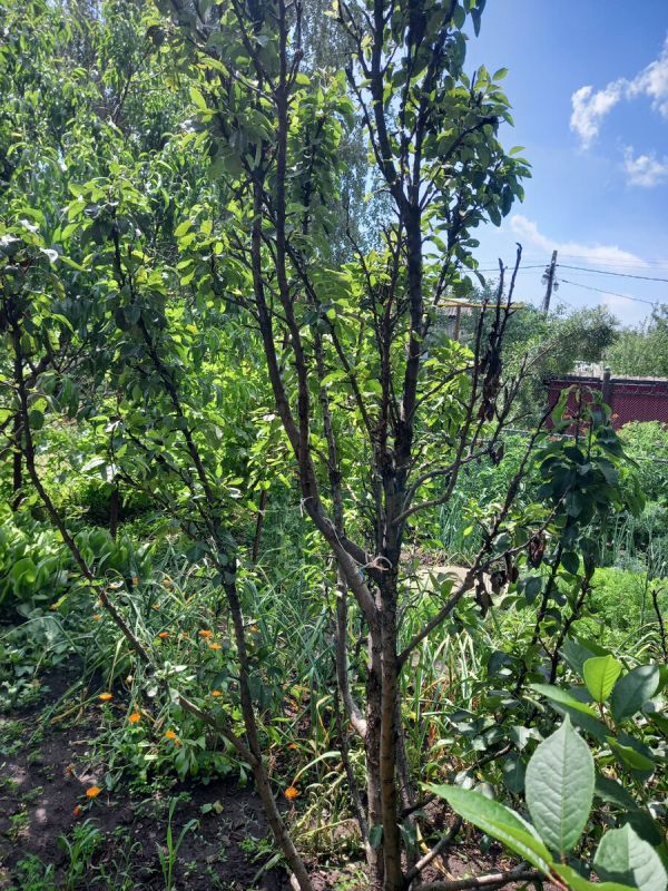 ����������� ����: ��� �������� ������ ������ ������� � ����