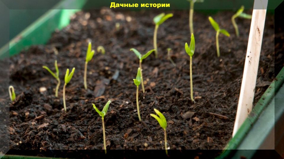 ����� � ��� ��������� ������������� �������: �������� ������� ��� ��������� �����