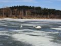 Лебеди вернулись, а лёд ещё не ушёл