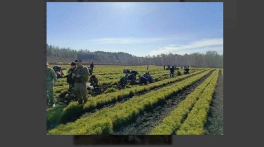 В Башкирии восстановят лесные территории на площади 14 тысяч га