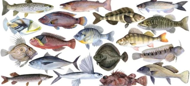 Рыба на вашем столе: какие виды обеспечат здоровье и удовольствие