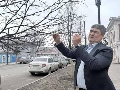 В центре Уфы заменят старые деревья