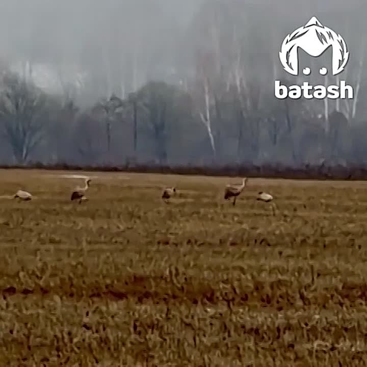 Спокойного вам в ленту перед началом недели: серый журавль танцует в Зианчуринском районе