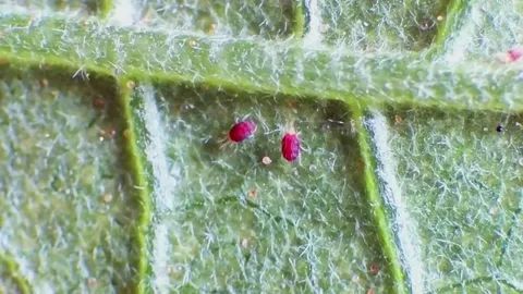 ��������� ����: ��� �������� ���� �������� � ������ �� ����� ��������� �����