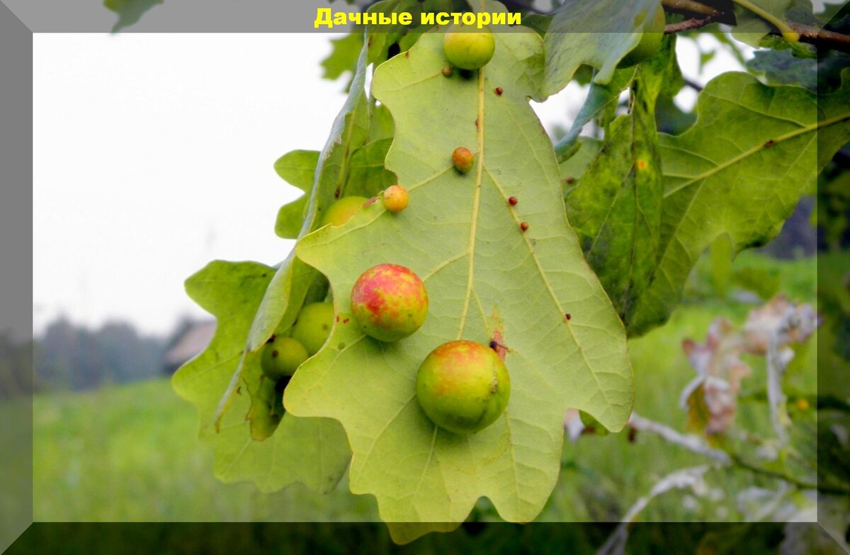 Галловая настойка: защитник ваших растений на весь сезон
